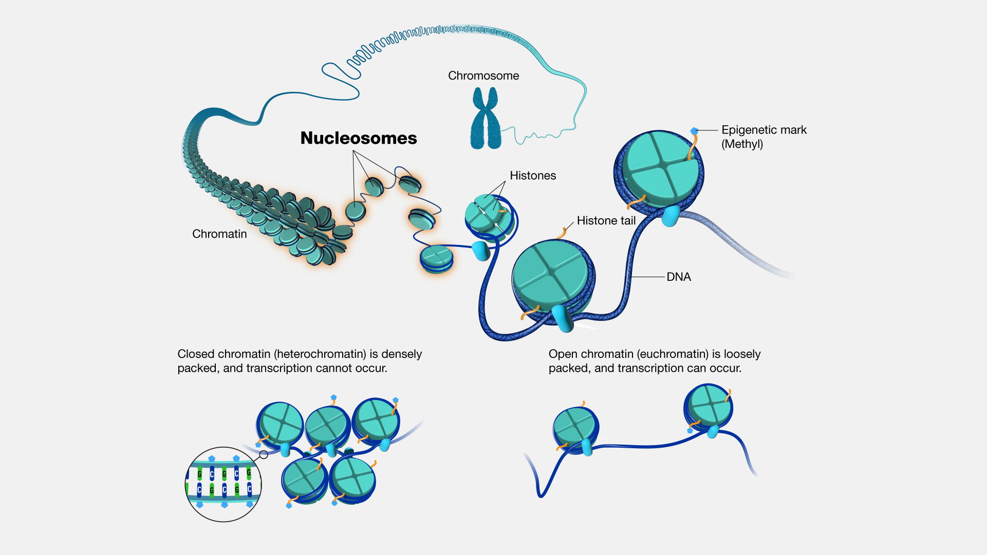 Chromatin Structure showing nucleosomes, histones, and the difference between heterochromatin and euchromatin