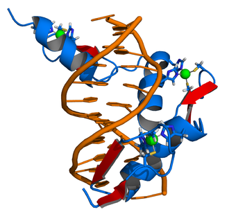 Zinc finger protein structure showing DNA binding 